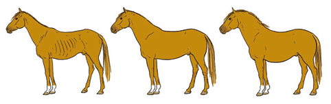 CM-HSav03cheval en état prof CM-HSav03cheval en état prof