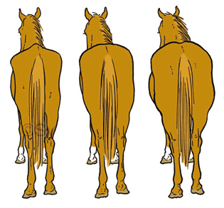 CM-HS--cheval en état-2 CM-HS--cheval en état-2