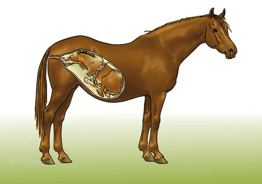 CMpoulin-dev-foetus2 CMpoulin-dev-foetus2