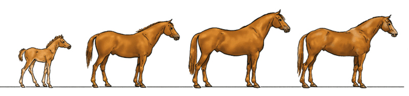 Larousse_2_age Larousse_2_age