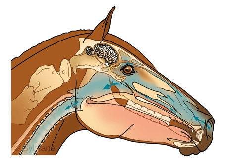 CM-olfaction---DEF CM-olfaction---DEF