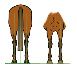 CM-434-Aplombs-dos-face CM-434-Aplombs-dos-face