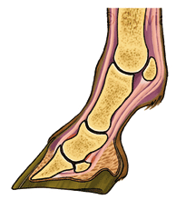 SE-scoupe-pied SE-scoupe-pied