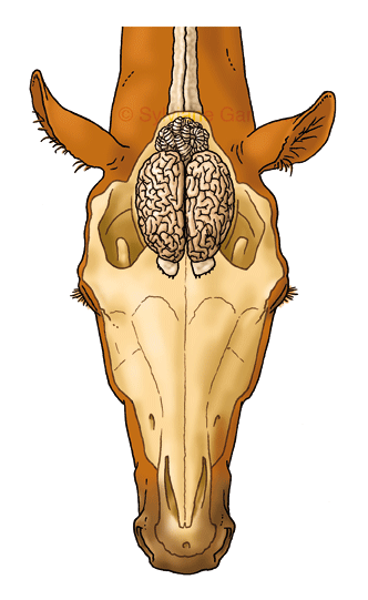 CM-499-Cerveau-du-cheval-DE